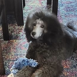 Poodles from Aurak