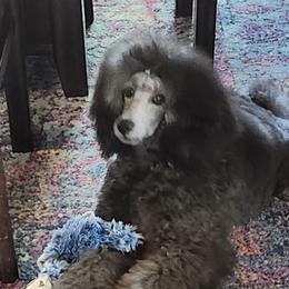 Poodles from Aurak