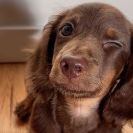 Dachshunds from Valley Long-Haired Dachshunds