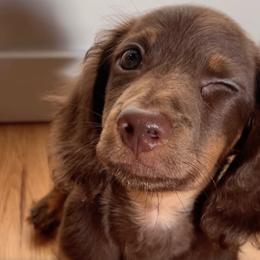 Dachshunds from Valley Long-Haired Dachshunds