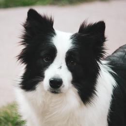 Theia - Border Collie