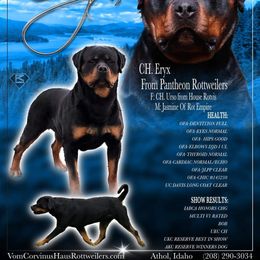 ERYX - Rottweiler