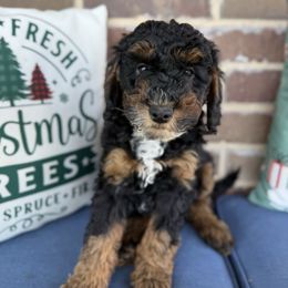Boy 1 - Black tri-color male Aussiedoodle puppy in Paradise, Texas from Diamond Z Poodles & Doodles