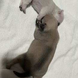 Pug Puppies from Southern Pugs