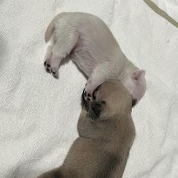 Pug Puppies from Southern Pugs