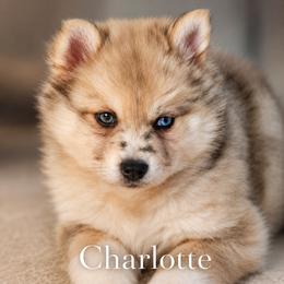 Charlotte - Merle female Pomsky puppy in Norfolk, Virginia from 'Brick'House Couture Pomskies