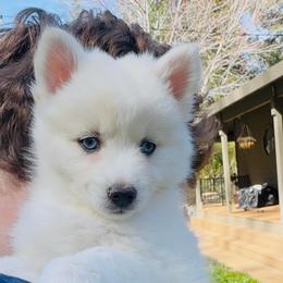 Prince Eric - White male Pomsky puppy in Grass Valley, California from Karalot Pomskies