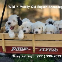 Old English Sheepdog Puppies from Wild-n-Woolly Old English Sheepdogs