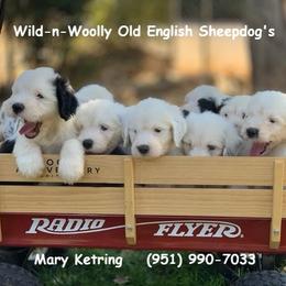 Old English Sheepdog Puppies from Wild-n-Woolly Old English Sheepdogs