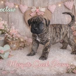 Choctaw - Tiger male Perro de Presa Canario puppy in Horizon, Texas from Mesquite Creek Kennels