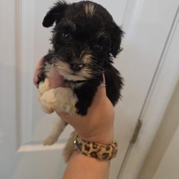 Girl 1 - Black and white female Schnoodle puppy in Galena, Illinois from Perry's doodles
