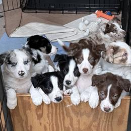 Border Collie puppies from Roaring River Border Collies