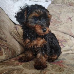 Little Guy - Tri-color male Yorkipoo puppy in Woodruff, Arizona from Desert Flower Breeders