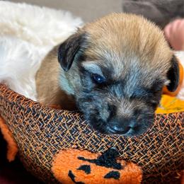 Brown Collar Boy - Wheaten male Glen of Imaal Terrier puppy in Homestead, Pennsylvania from Galore Glens