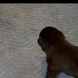 Fire - Black and mahogany male Rottweiler puppy in Tallahassee, Florida from Patrick's Pups