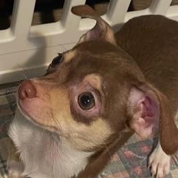 Lil Princess - Chocolate and tan female Chihuahua puppy in North Carolina & Lake Placid., North Carolina from Precious Petite Puppies