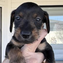 Companion Cross, Dachshund, and Miniature Schnauzer Puppies from Sheri Lauritsen