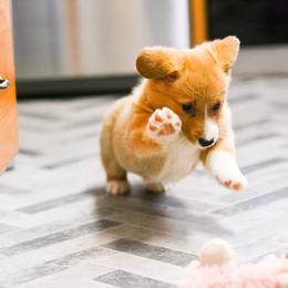 Male 1 - Red male Pembroke Welsh Corgi puppy in Hale, Michigan from All Hale Corgis