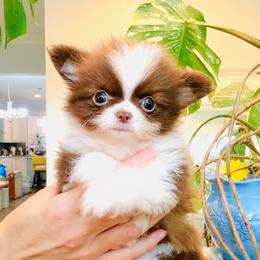 Chocolate Nugget, price 12000( tiny, pending) - Chocolate and white male Chihuahua puppy in Santa Rosa Beach, Florida from Eva's Chihuahua