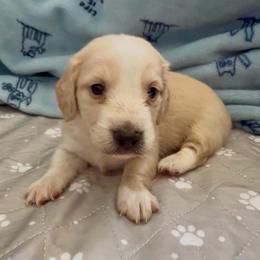 BOSTON Cream pie - Cream male Dachshund puppy in Fort Pierce, Florida from Meldox