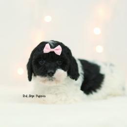 Belle (Pink Collar Girl) - Black and white female Cavapoo puppy in Republic, Missouri from Red Skye Puppies