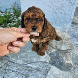 Bernie - Sable male Bernedoodle puppy in Daytona Beach, Florida from Beach Doodles