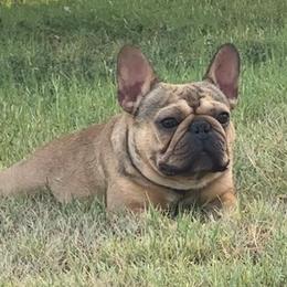 CHICKEN NUGGET - French Bulldog