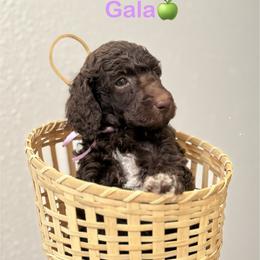 Gala - Brown female Poodle puppy in Julian, California from Above the Pines Poodles