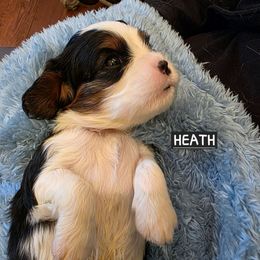 HEATH - Tri-color male Cavalier King Charles Spaniel puppy in Lehi, Utah from Angels and Nobility Cavaliers