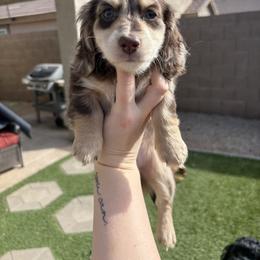 Mr Waffles - Dapple male Dachshund puppy in Mesa, Arizona from Schmidt’s Doxies N Doodles