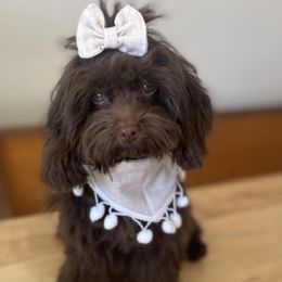 Cavapoo and Goldendoodle Puppies from French Creek Doodles