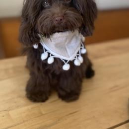 Cavapoo and Goldendoodle Puppies from French Creek Doodles