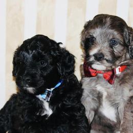 Aussiedoodles from Salt River Aussiedoodles