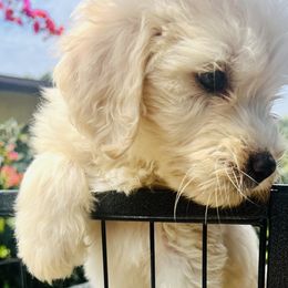 Boy 2 - Sable Aussiedoodle puppy in California from David's Aussiedoodles
