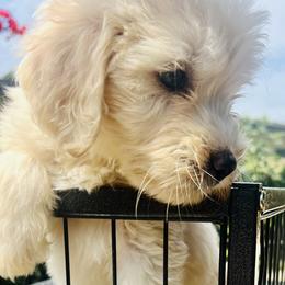Boy 2 - Sable Aussiedoodle puppy in California from David's Aussiedoodles