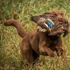 Chesapeake Bay Retriever All Grown Up from Chesamo Chesapeakes