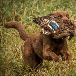 Chesapeake Bay Retriever All Grown Up from Chesamo Chesapeakes