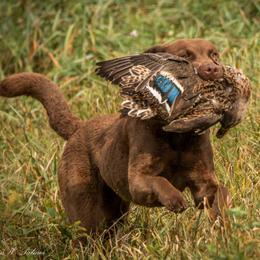 Chesapeake Bay Retriever All Grown Up from Chesamo Chesapeakes