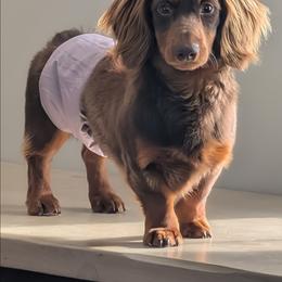 Frankie - Dachshund