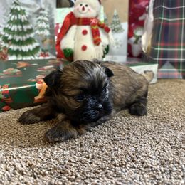Blake - Chocolate and tan male Shih Tzu puppy in Bradley, South Carolina from Katie’s Kennel