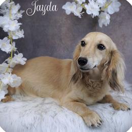 Jayda - Dachshund