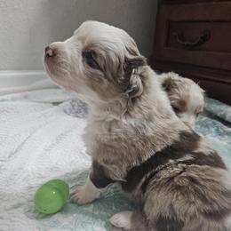 Girl 2 - female Australian Shepherd puppy in Wauneta, Nebraska from 4H Aussies