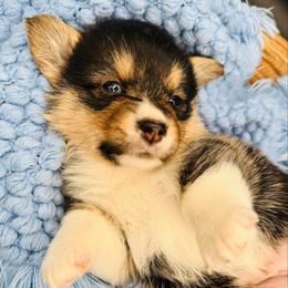 Tri boy 1 fluffy - Black and tan male Pembroke Welsh Corgi puppy in Hale, Michigan from All Hale Corgis