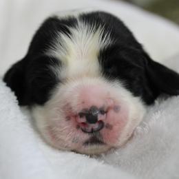 Spruce - Black and white male English Springer Spaniel puppy in Lexington, South Carolina from House Tiner Springers