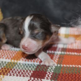 Girl 1 - Red merle female Aussiedoodle puppy in Loretto, Tennessee from K Kountry Farm
