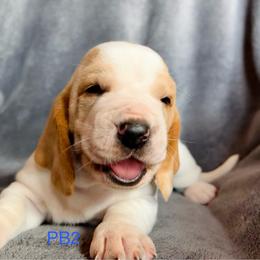 PB2 - Red and white male Basset Hound puppy in Britton, South Dakota from K&S Canines