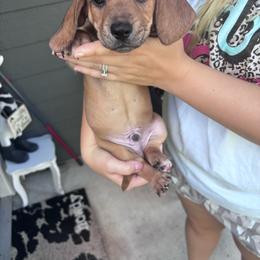 Uno - Red male Dachshund puppy in Magnolia, Texas from Little Honey’s Dachshunds