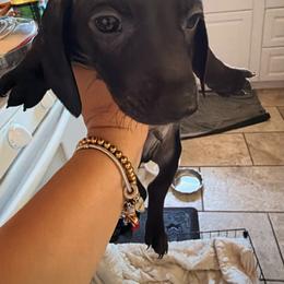 Tank - Black male Dachshund puppy in Yuba City, California from The Navarro Furbabies