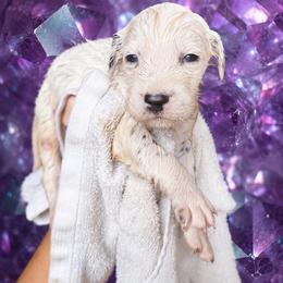 Alexandarite - White and black male Dalmatian puppy in Bremen, Georgia from Clark’s Dalmatians