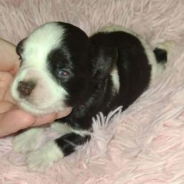 Raina - Parti female Miniature Schnauzer puppy in Graham, Washington from Kristy's French Bulldogs & Mini Schnauzers